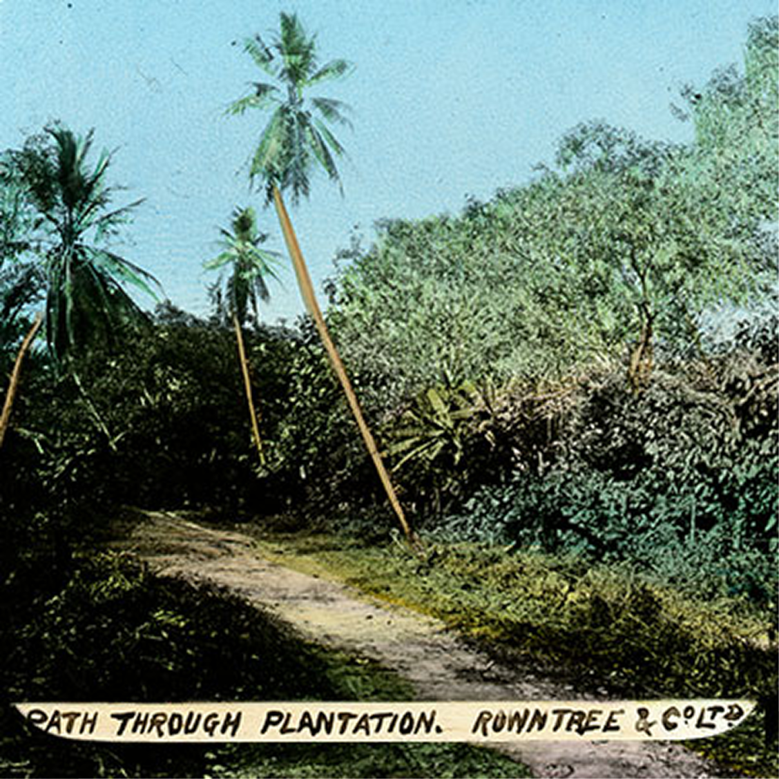 Old photo of Rowntree's plantation