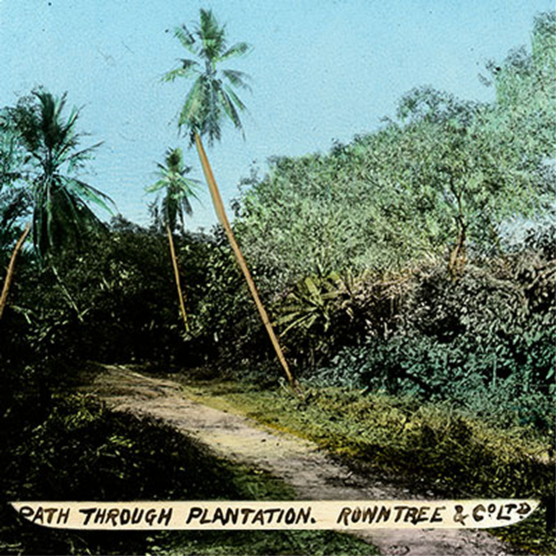 Old photo of Rowntree's plantation