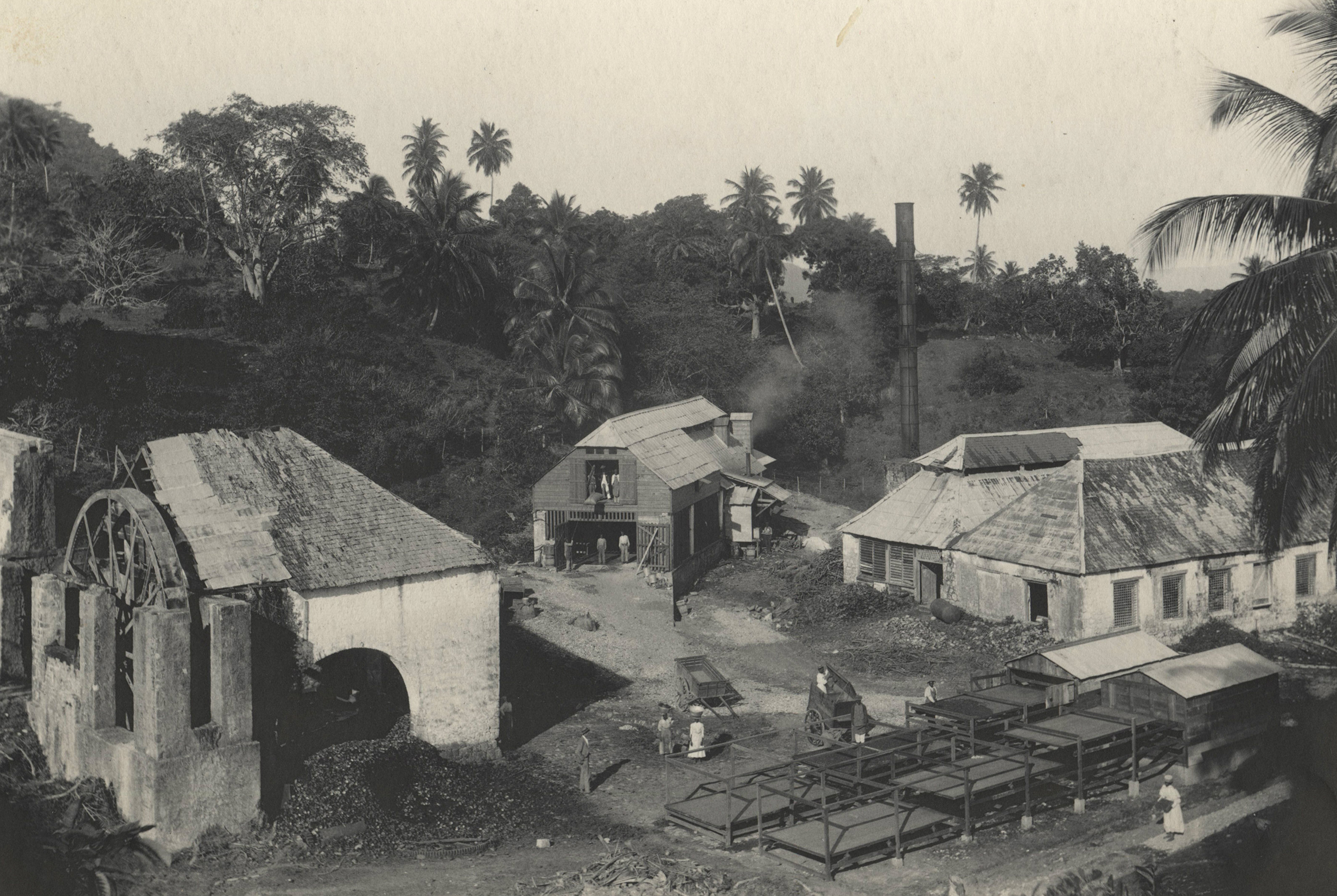 Rowntrees estates in Jamaica